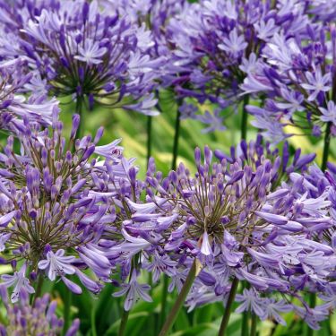 Alle elsker Agapanthus!